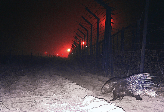 An Indian crested porcupine casually crosses over the border, proving yet again that animals have little regard for human-made boundaries. An Indian crested porcupine casually crosses over the border, proving yet again that animals have little regard for human-made boundaries.
