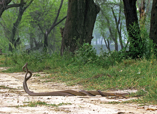 Two rat snakes, entwined in battle, photographed along a river bund.