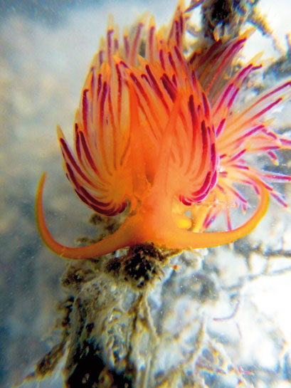 Rising ocean temperatures and pollution threaten the survival of our marine biodiversity such as this small sea slug Sakuraeolis gujaratica, endemic to the Gulf of Kutchh, Gujarat.