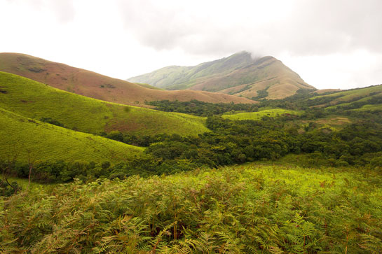 While grasses, plants and trees are the primary producers in terrestrial ecosystems such as this shola forest in Kudremukh, microscopic phytoplankton and macroalgae dominate this category in the ocean.