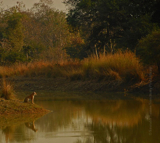 Tiger Tadoba