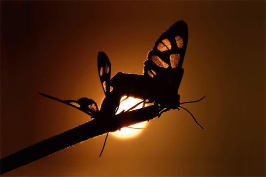 Popularly know as the poor cousins of butterflies, moths have been largely ignored in scientific studies.