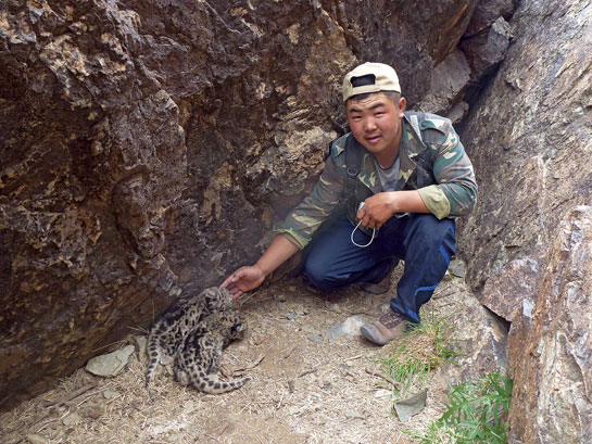 A file picture of Sumbee with two snow leopard cubs in the Tost Mountains. He dedicated his lifes work to secure their and other snow leopards future.