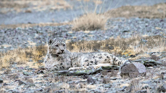 M11 or Tsetsen is one of 23 snow leopards collared as part of a project, which started in 2008. M11 or Tsetsen is one of 23 snow leopards collared as part of a project, which started in 2008.