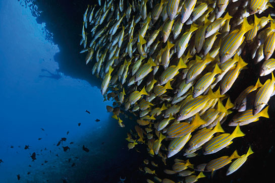 Large schools of fish foraging together is a common sight while diving in the blue waters around the Andaman Islands.