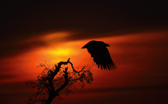 A regular winter visitor to the Indian subcontinent, the Steppe Eagle was uplisted from &acirc;Least Concern to &acirc;Endangered in the Red List of Threatened Species released by the International Union for Conservation of Nature (IUCN) in 2015.