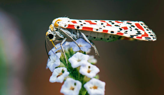 Heliotrope moth Utetheisa sp. 