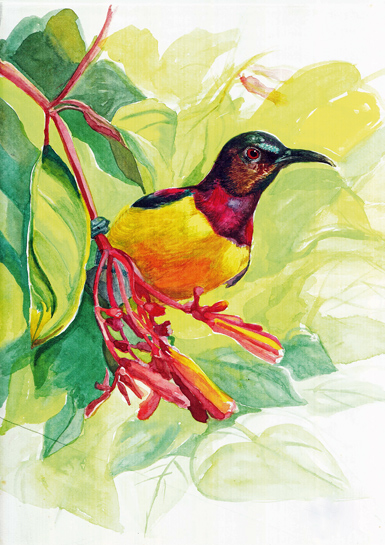 An illustration of a Purple-rumped Sunbird Leptocoma zeylonica by wildlife artist Krishna De. An illustration of a Purple-rumped Sunbird Leptocoma zeylonica by wildlife artist Krishna De.