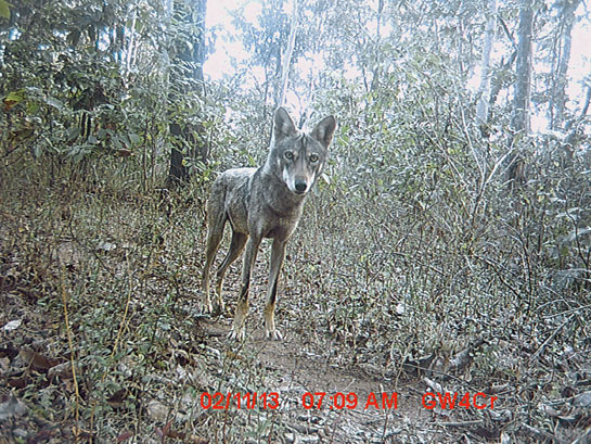One of the few species that can claim to be thriving in Jharkhand are wolves. Palamau and Hazaribagh remain strongholds for these canids, which were once infamous for lifting human children.