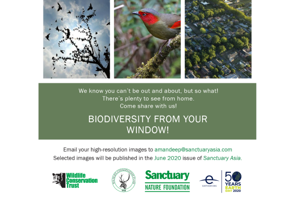 Biodiversity From My Window