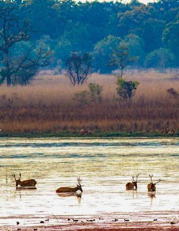Bringing The Unicorn Back To The Northern Terai