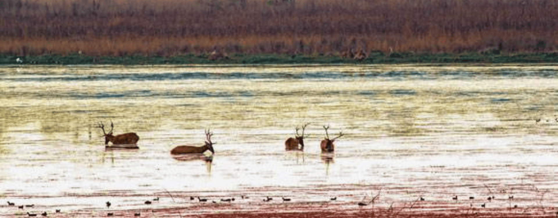 Bringing The Unicorn Back To The Northern Terai