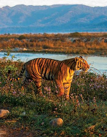 Photofeature - Encounters: A Photographer’s Wilderness Odyssey