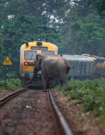 An Elephant Herd, A Train, And A Race Against Time