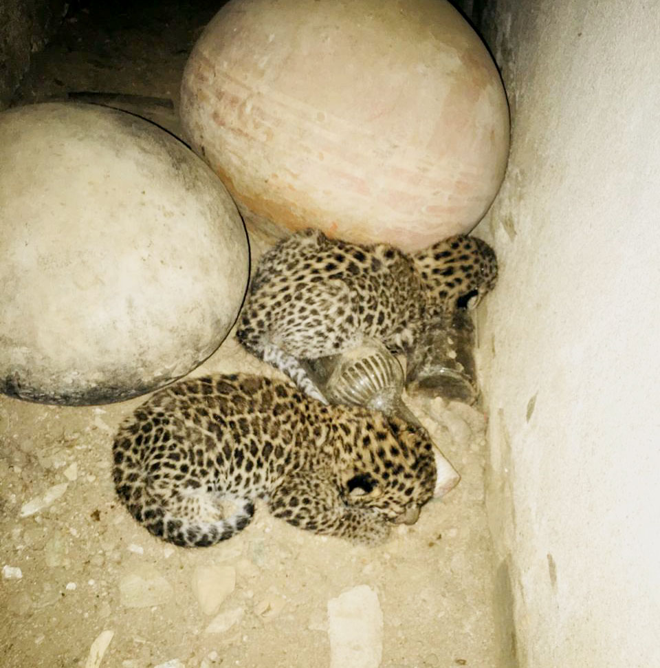 Leopard cubs spotted