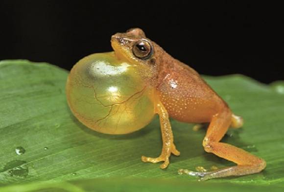 Variable Bushfrog Raorchestes Akroparallagi