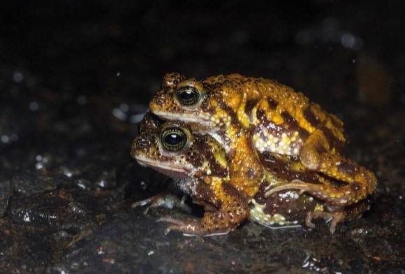 Amboli Toad Xanthophryne Tigerina
