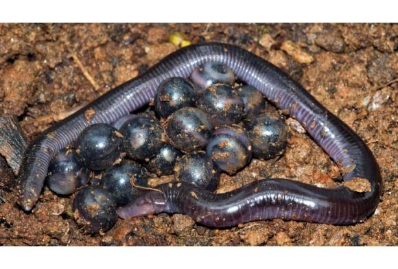 Malabar Caecilian Uraeotyphlus Malabaricus