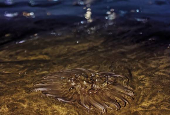 Pearly Sea Anemone
