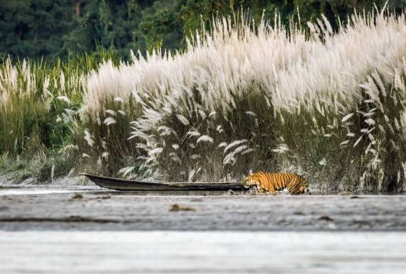 Royal Bengal tiger