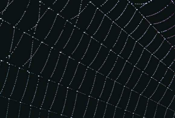 Spider Web