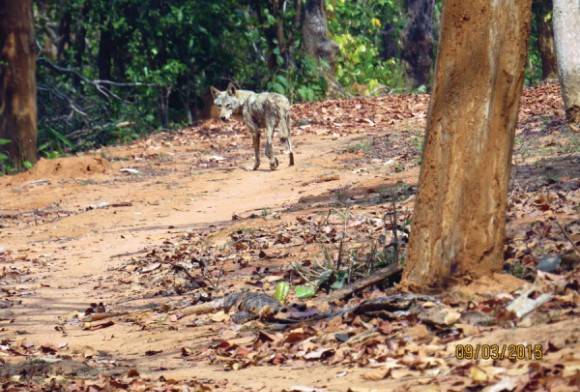 Indian Wolf