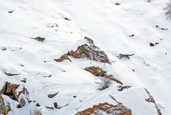 Snow Leopard