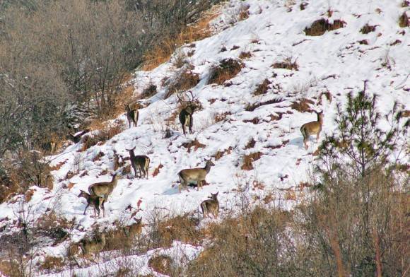Kashmir stag