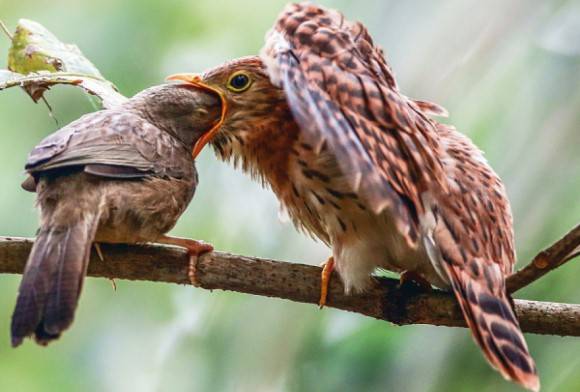 Jungle Babbler and  Common Hawk Cuckoo