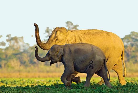 Asian elephant