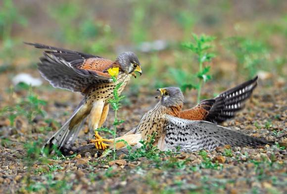 Common Kestrel