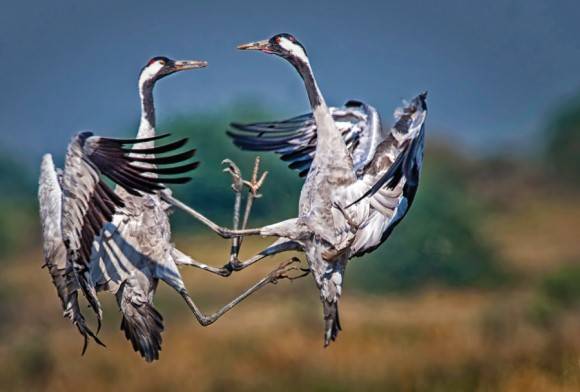 Common Crane