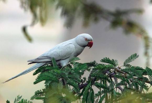 Rose-Ringed Parakeet