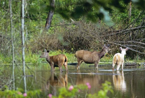Sambar deer