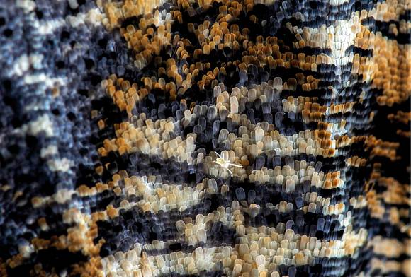 A Mightless Mite