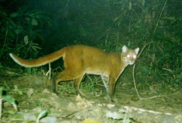 Golden cat