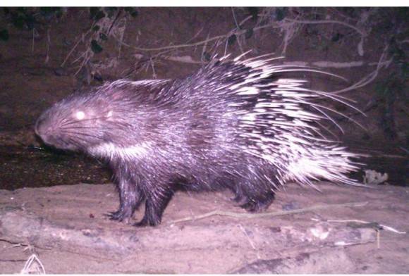 Malayan porcupine