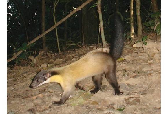 Yellow-throated marten