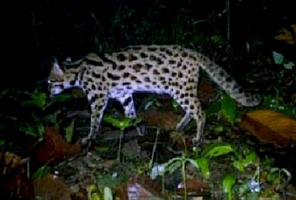 Leopard cat