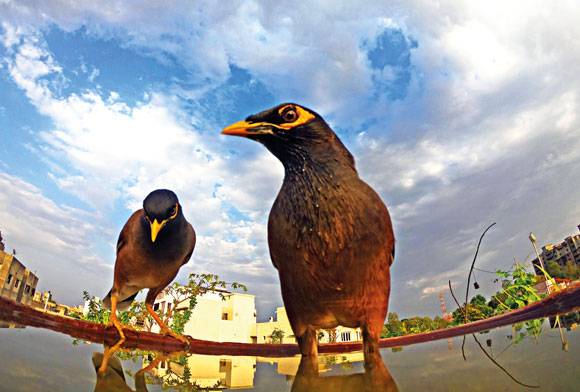 Common Mynas Acridotheres tristis