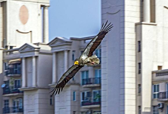 Egyptian Vulture Neophron percnopterus