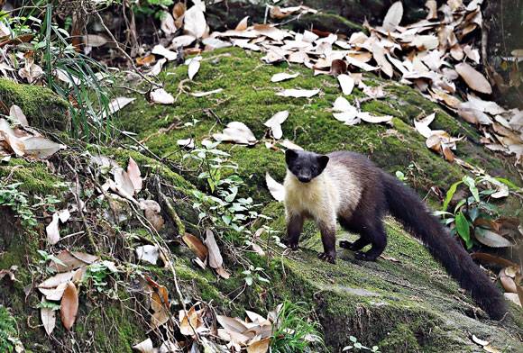 Yellow-throated martens Martes flavigula