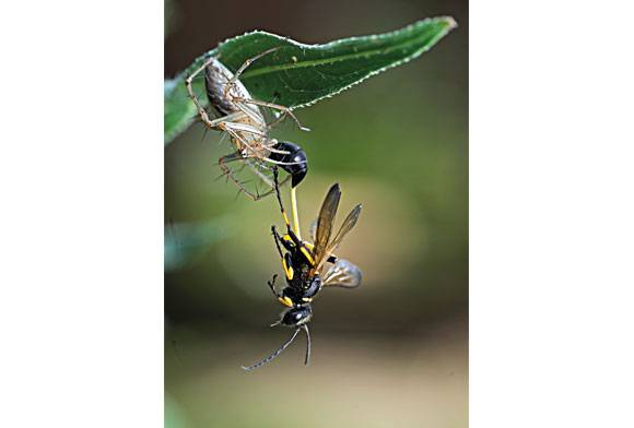 Lynx spider