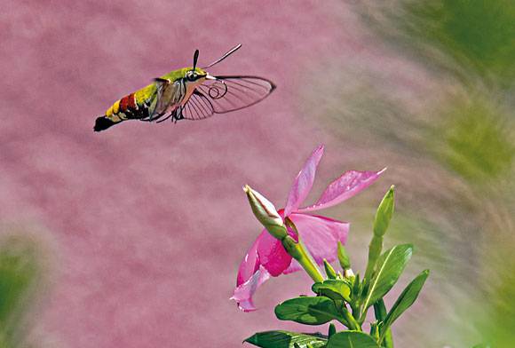 Hummingbird hawk-moth Macroglossum stellatarum