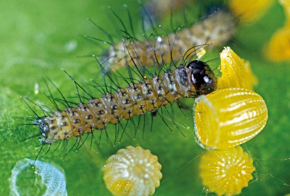 Tawny coster caterpillar Acraea terpsicore