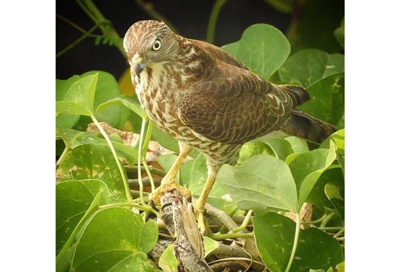 Shikra