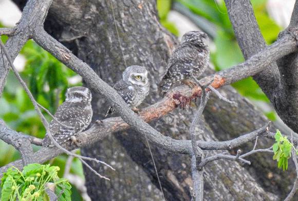 Spotted Owlets