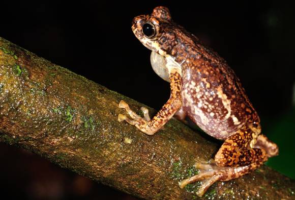 Endemic amphibia