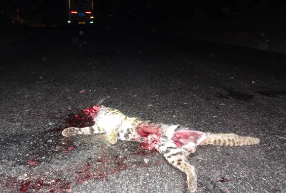 Roadkill - leopard cat