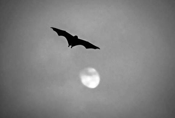 Fruit bat